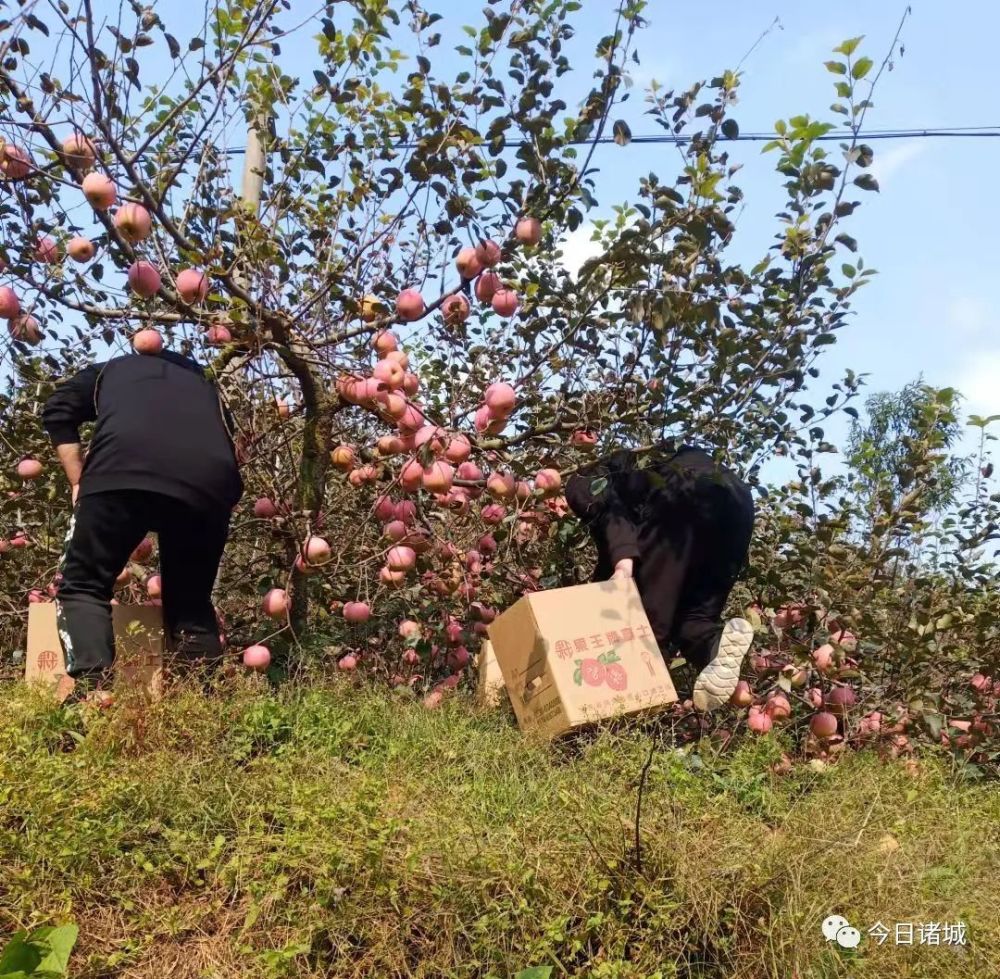 农村苹果林新闻苹果11在农村信号好吗-第1张图片-亚星国际官网